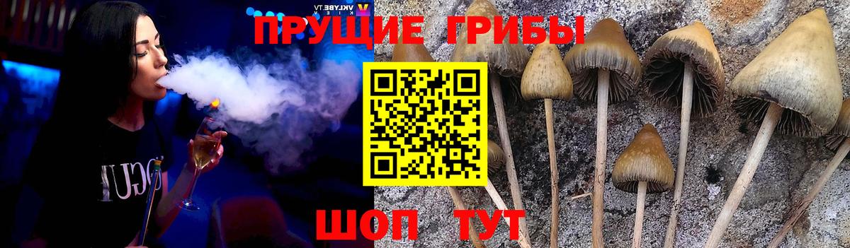 Псилоцибиновые грибы Psilocybine cubensis Новороссийск